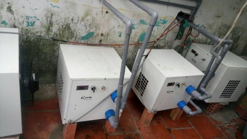 Vì sao máy làm lạnh nước hồ cá quan trọng